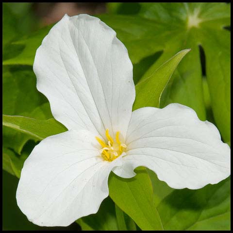 Large White Trillium