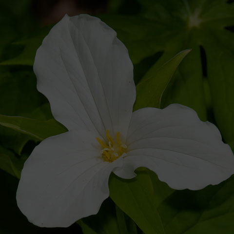 Large White Trillium