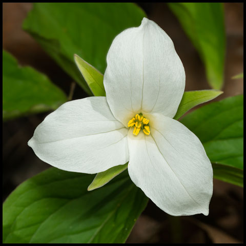 Large White Trillium