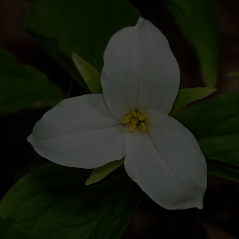 Large White Trillium