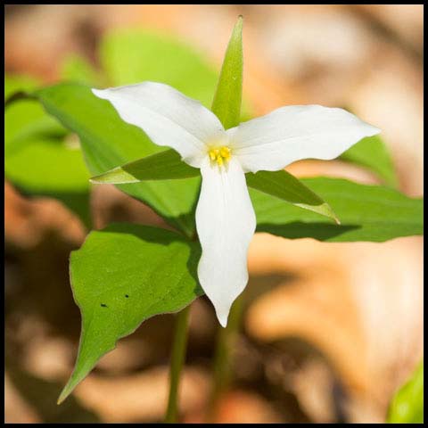 Large White Trillium