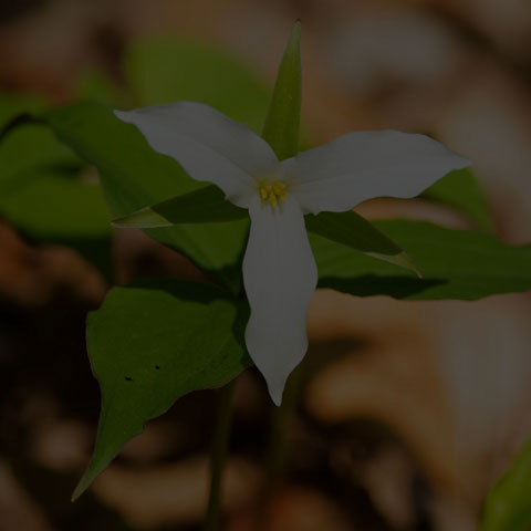 Large White Trillium