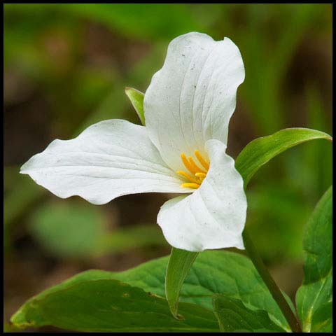 Large White Trillium