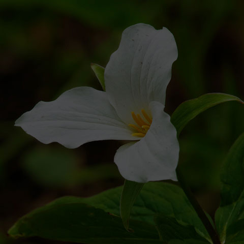 Large White Trillium