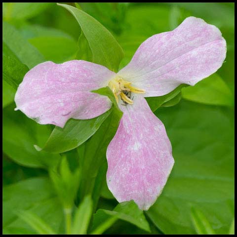 Large White Trillium