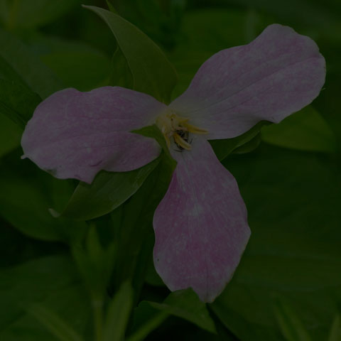 Large White Trillium