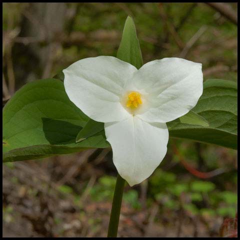 Large White Trillium