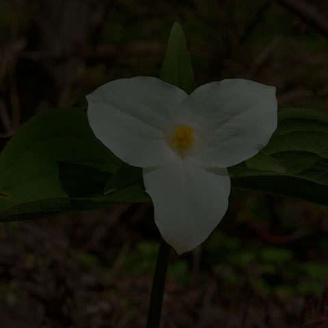 Large White Trillium