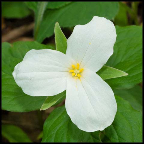 Large White Trillium
