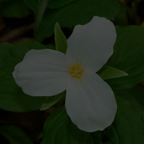 Large White Trillium