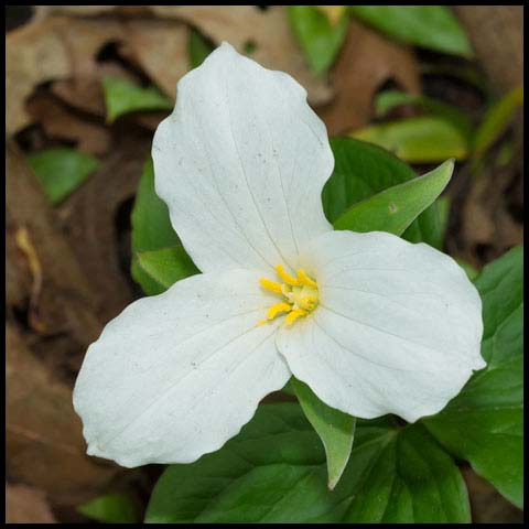 Large White Trillium