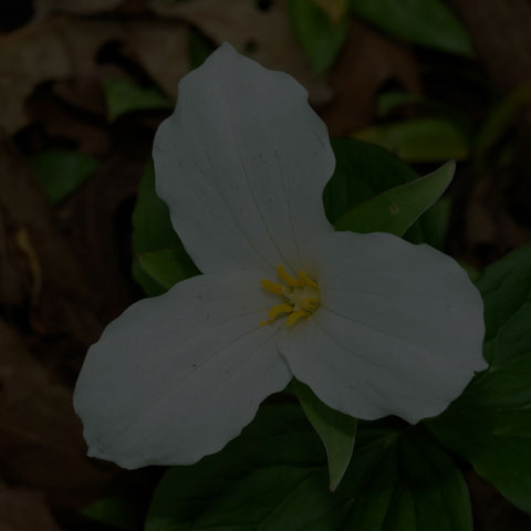 Large White Trillium