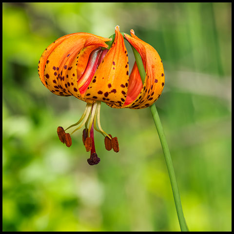 Lilies & Trilliums