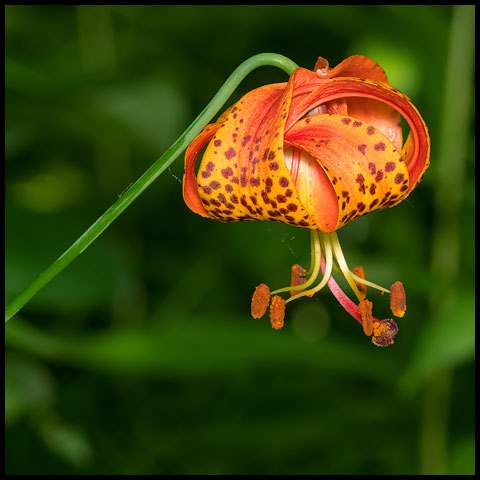 Michigan Lily