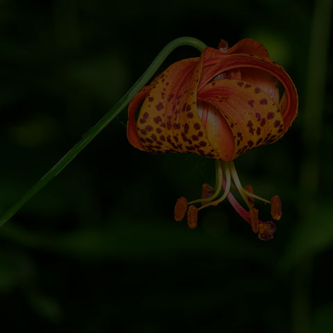 Michigan Lily