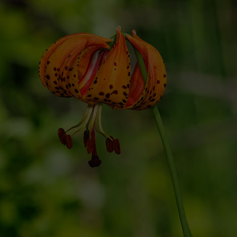 Michigan Lily