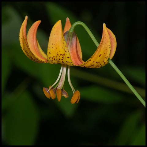 Michigan Lily
