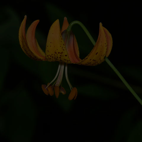 Michigan Lily