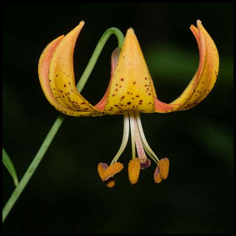 Michigan Lily