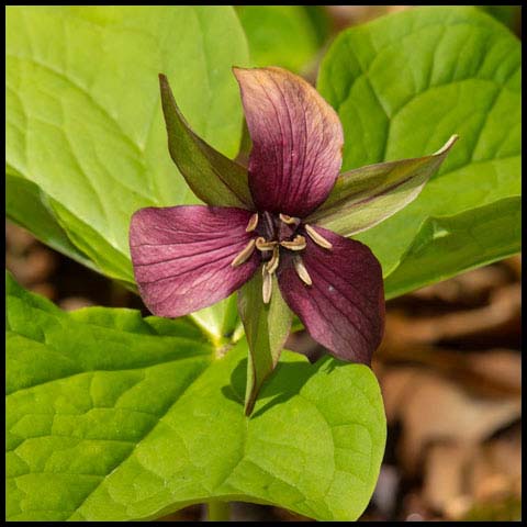 Red Trillium