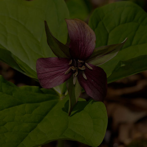 Red Trillium