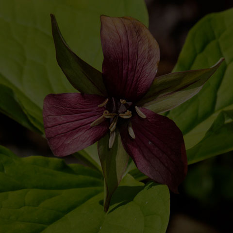 Red Trillium