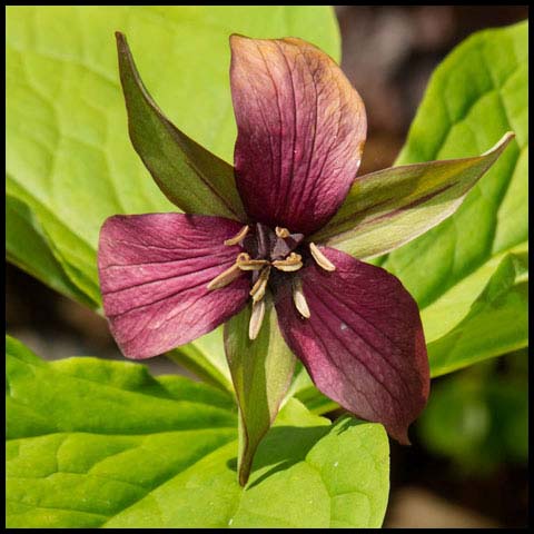 Red Trillium