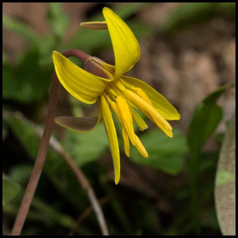Yellow Trout Lily