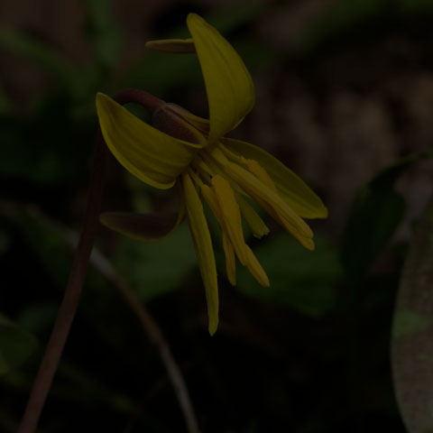 Yellow Trout Lily