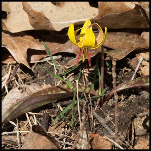 Yellow Trout Lily