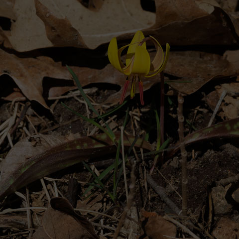 Yellow Trout Lily