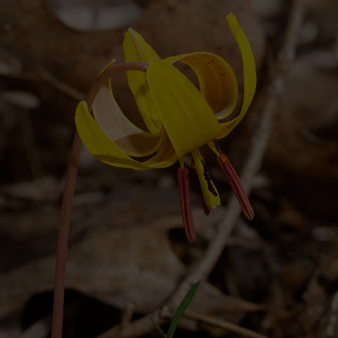 Yellow Trout Lily
