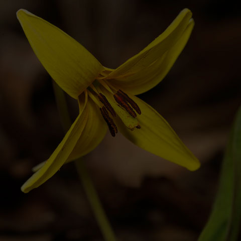 Yellow Trout Lily