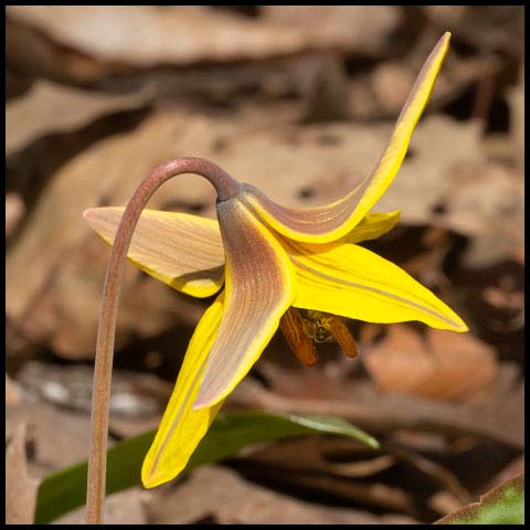 Yellow Trout Lily