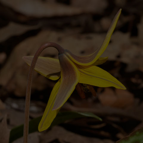 Yellow Trout Lily