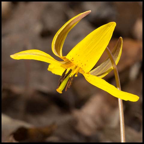 Yellow Trout Lily