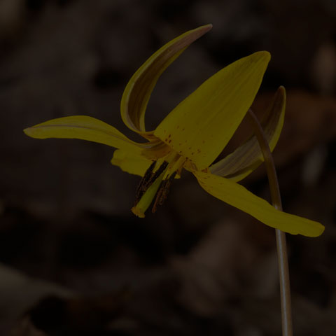 Yellow Trout Lily