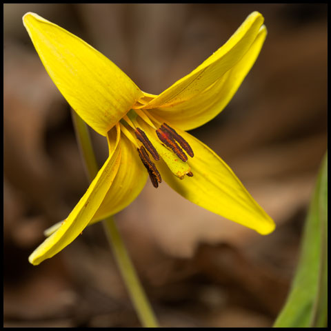 Yellow Trout Lily