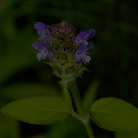 Common Selfheal