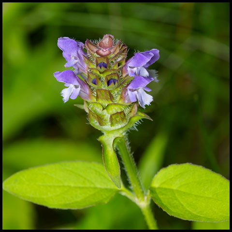 Common Selfheal