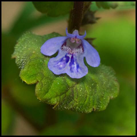 Ground Ivy