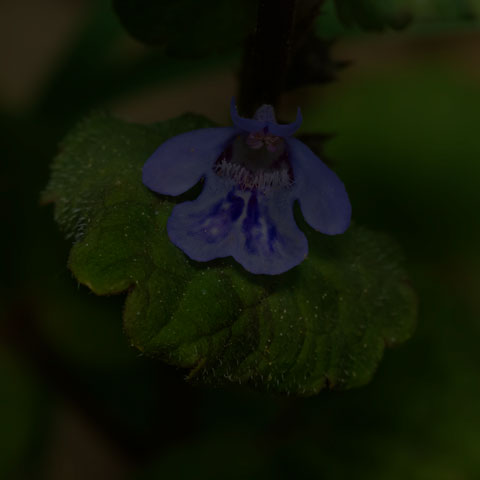 Ground Ivy