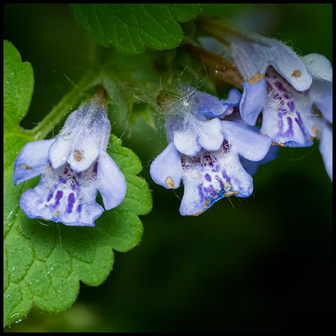 Ground Ivy