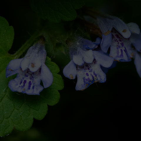 Ground Ivy