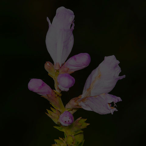 Obedient Plant