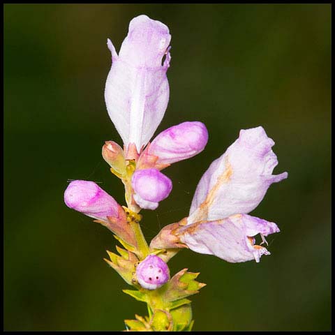 Obedient Plant