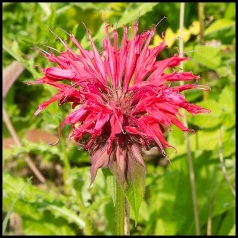 Scarlet Beebalm