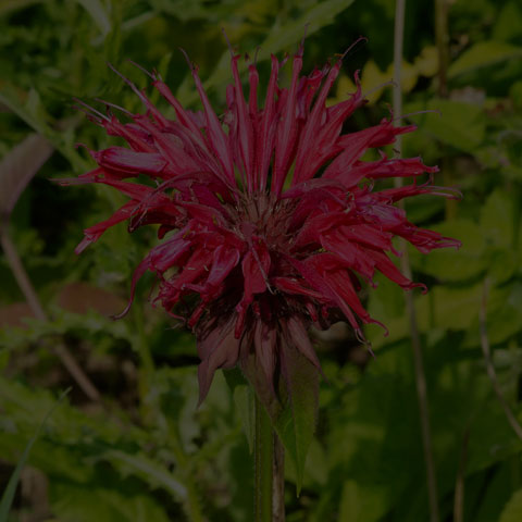 Scarlet Beebalm