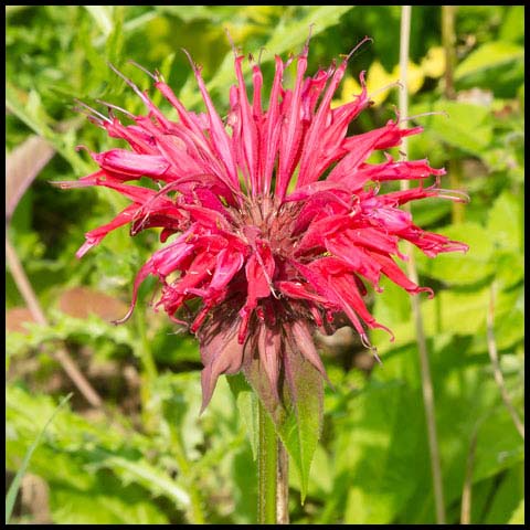 Scarlet Beebalm
