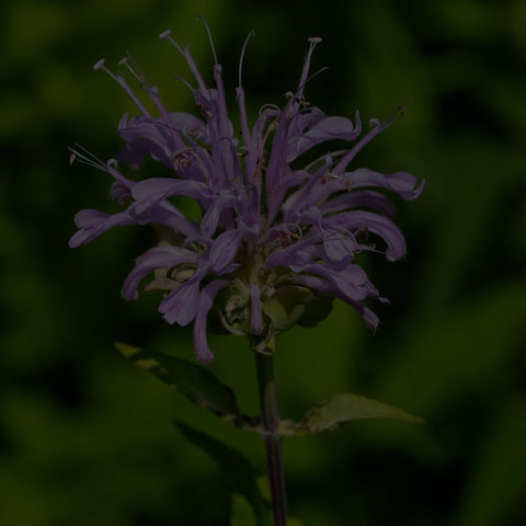 Wild Bergamot